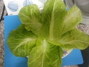 lettuce leaves
